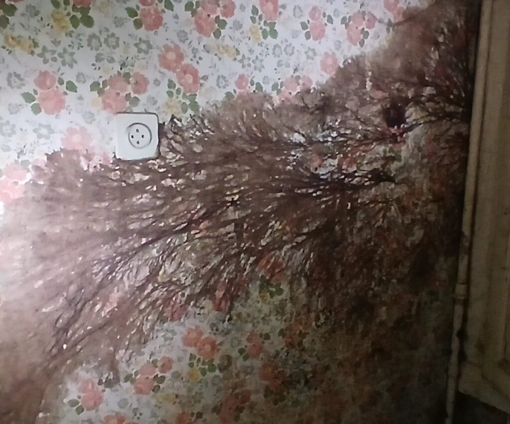 Mérule sur un mur tapissé, dans une maison que nous avons visitée en Belgique